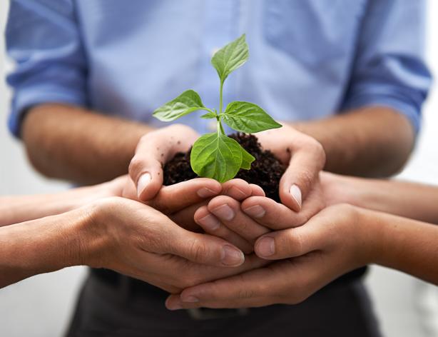 seedling